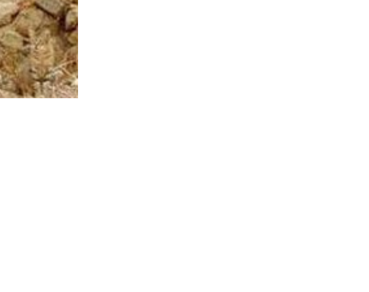 cat.png