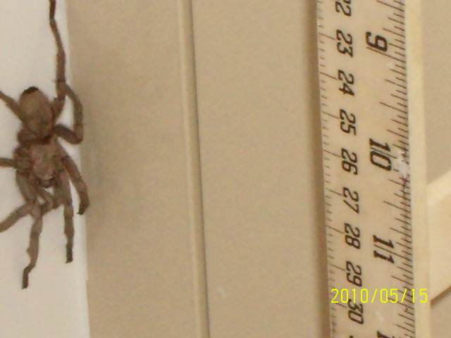 spider.jpg