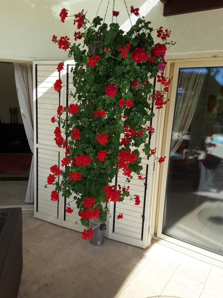 Nine years old and still flowering.