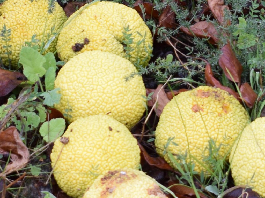 closeup1024.jpg