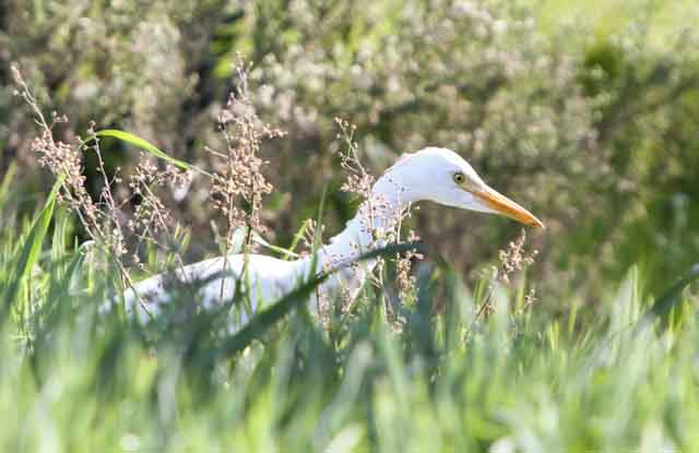 Cattle Egret Sample 2.jpg