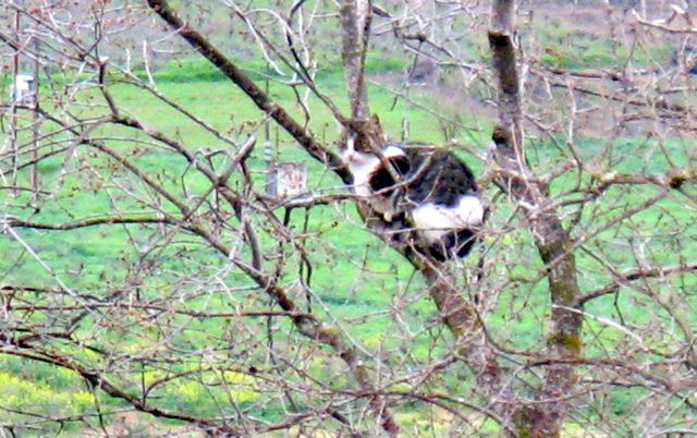 cat in a tee 005.JPG