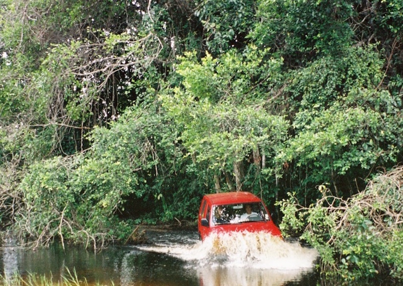 sette cama - forest.jpg