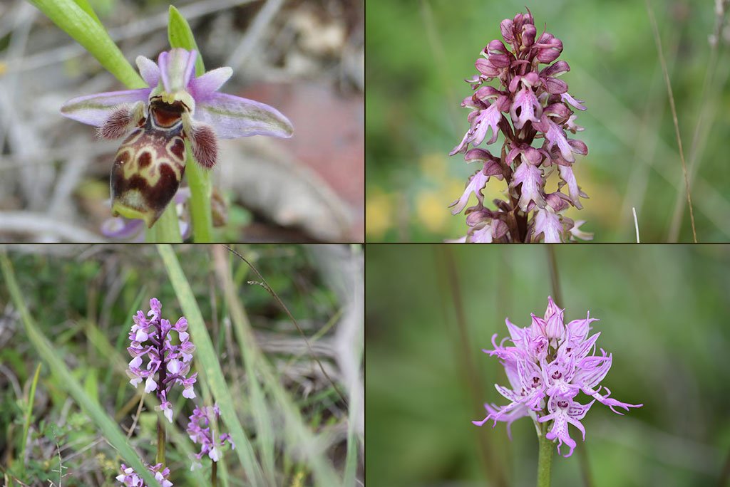 orchids_masthead.jpg