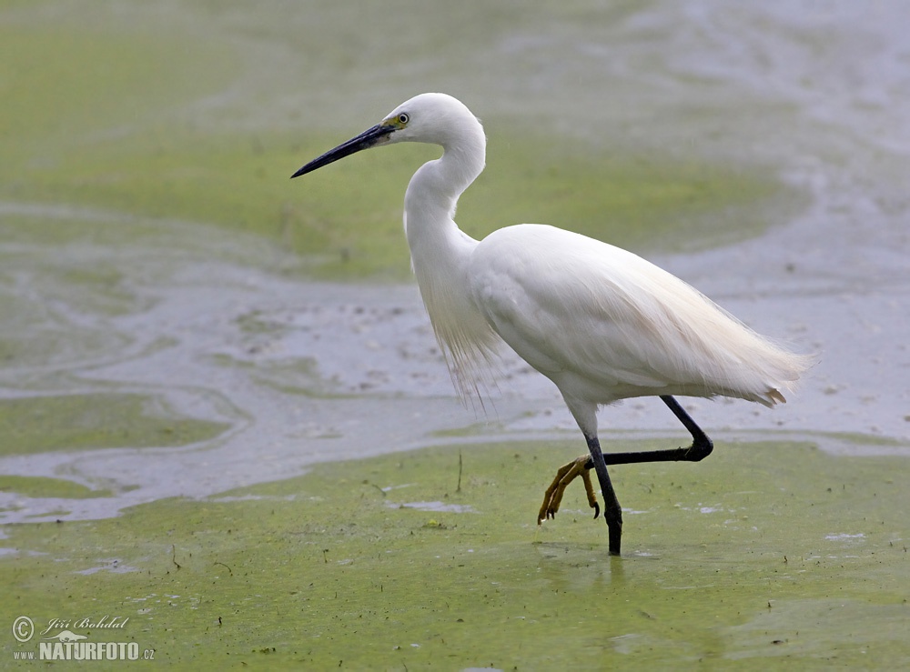 little-egret-63910.jpg