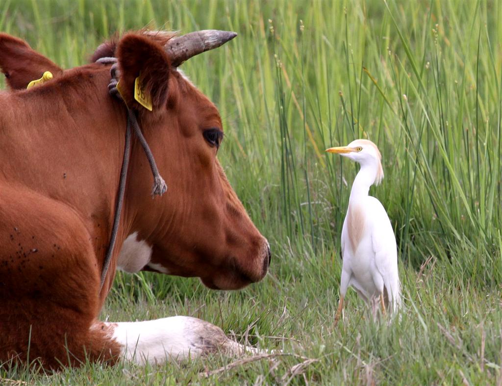 Cattle Egret Fassouri reed beds 9.5.10 1013 (Large).jpg