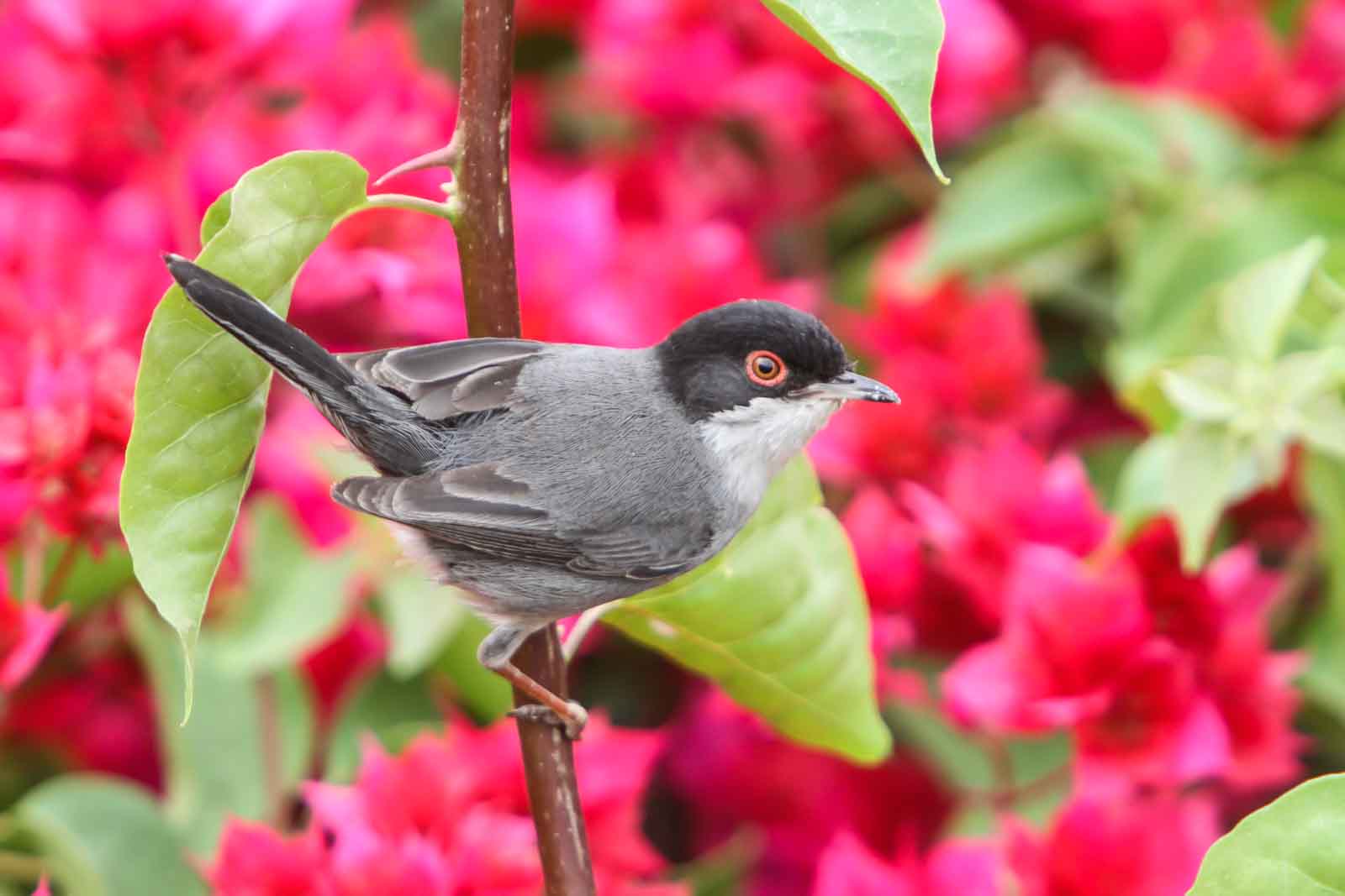 Sardinian Warbler Sample 2.jpg