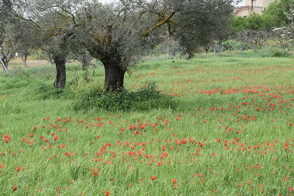 forum_tulips_march_2018_02.jpg