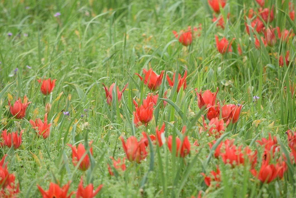 forum_tulips_march_2018_03.jpg