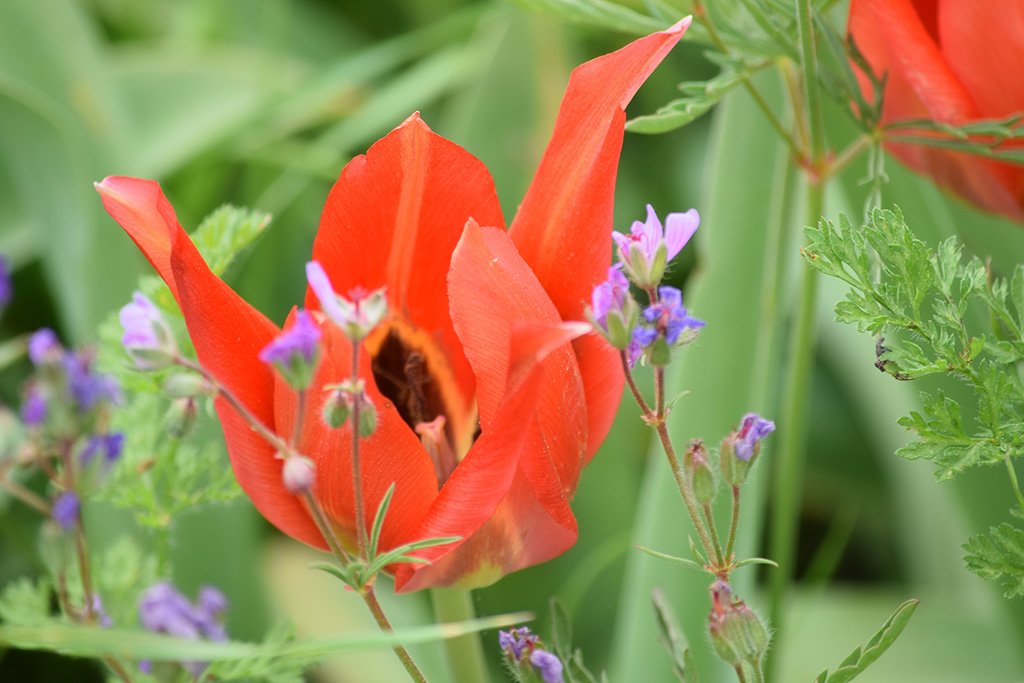 forum_tulips_march_2018_04.jpg