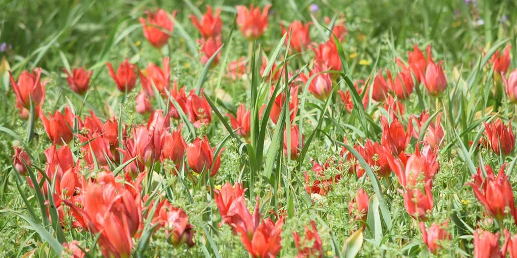 come_to_polemi_tulip_festival_masthead.jpg