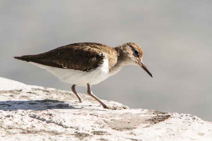 Common Sandpiper Sample 1.jpg