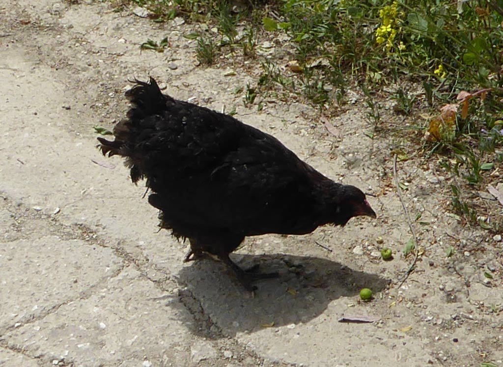 crab_apple_chicken.jpg