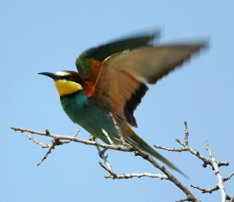 bee eaters 2018 1.jpg