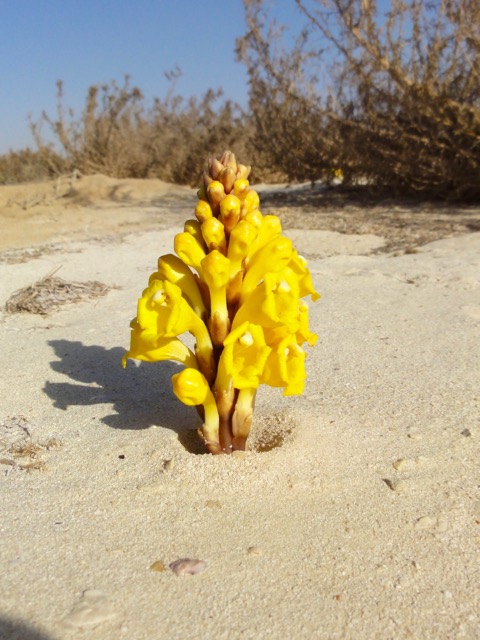 flower - 1.jpg