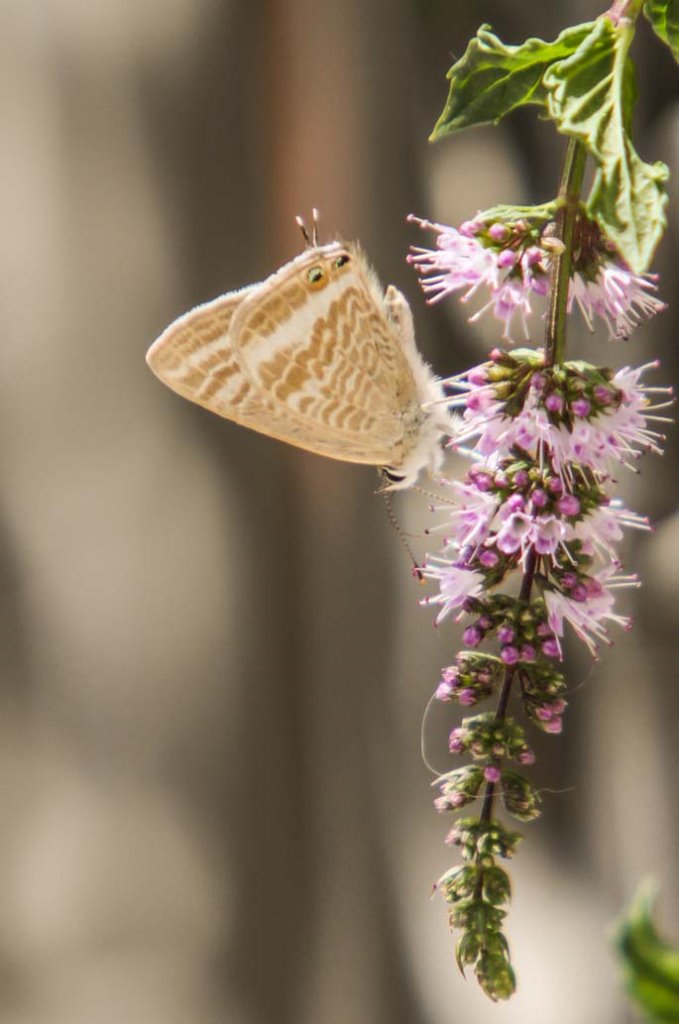 Long-tailed Blue Sample 1.jpg