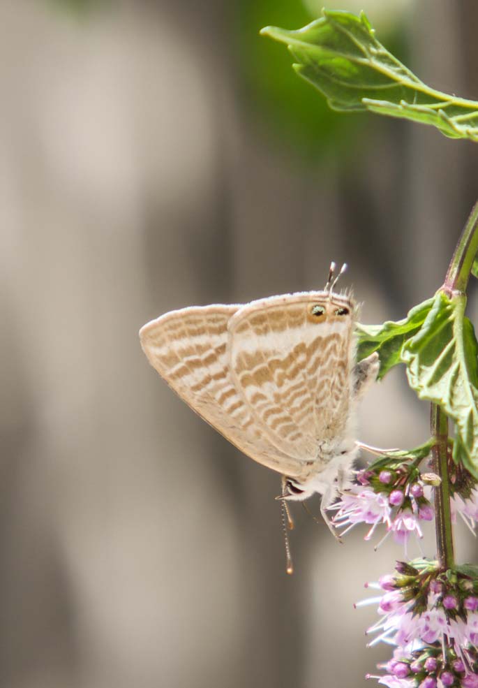 Long-tailed Blue Sample 2.jpg