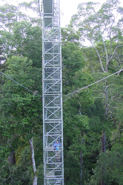 canopy - 2.jpg