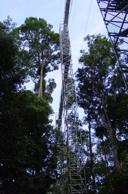 canopy - 3.jpg