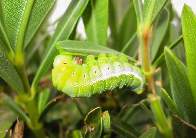 Oleander Hawk-moth Sample 1.jpg