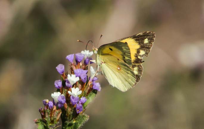 Clouded Yellow Sample 1.jpg