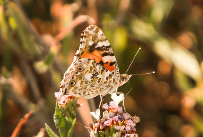 Painted Lady Sample 1.jpg