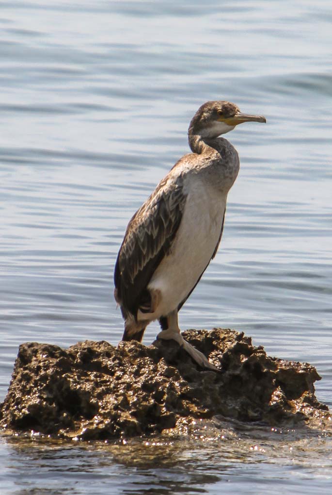 Cormorant Sample 1.jpg