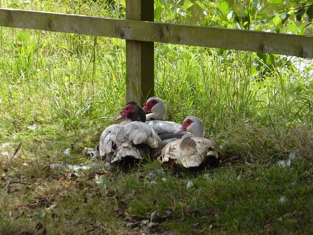 02_funny_chickens.jpg