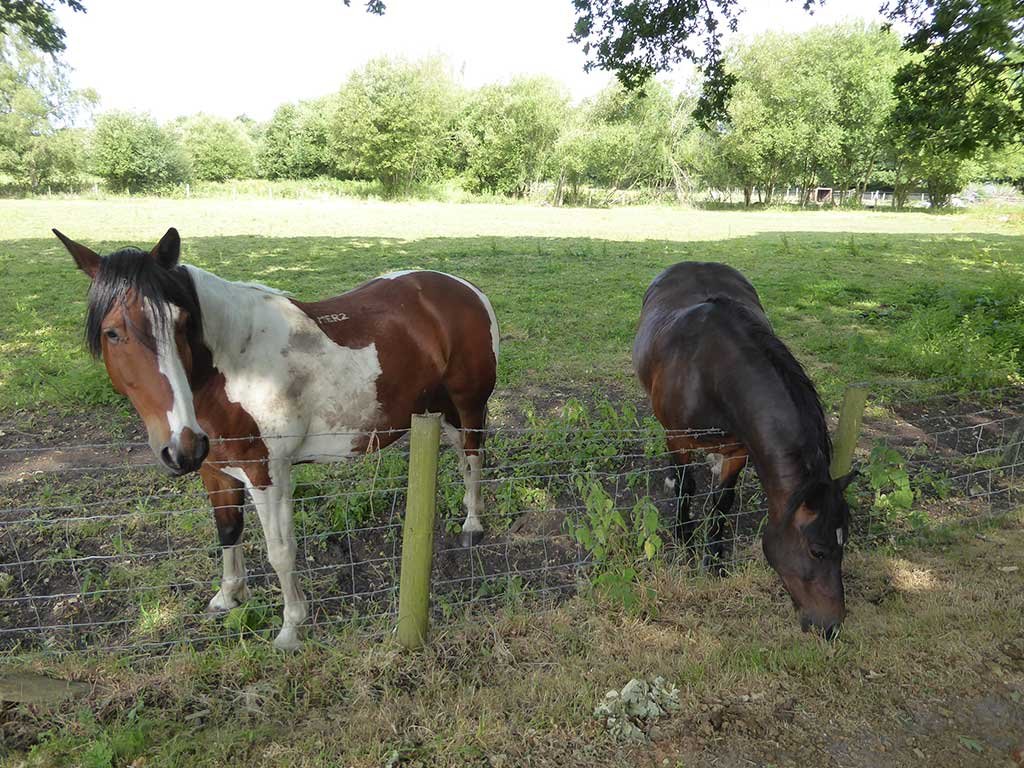 04_horses.jpg