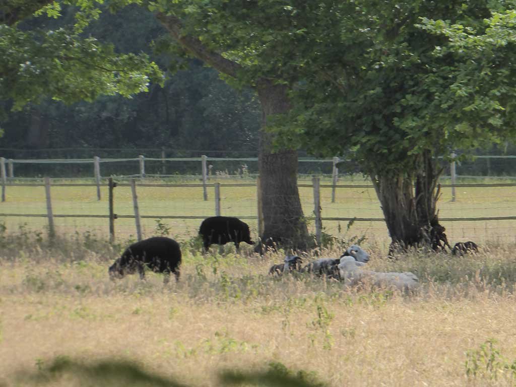 05_black_sheep.jpg