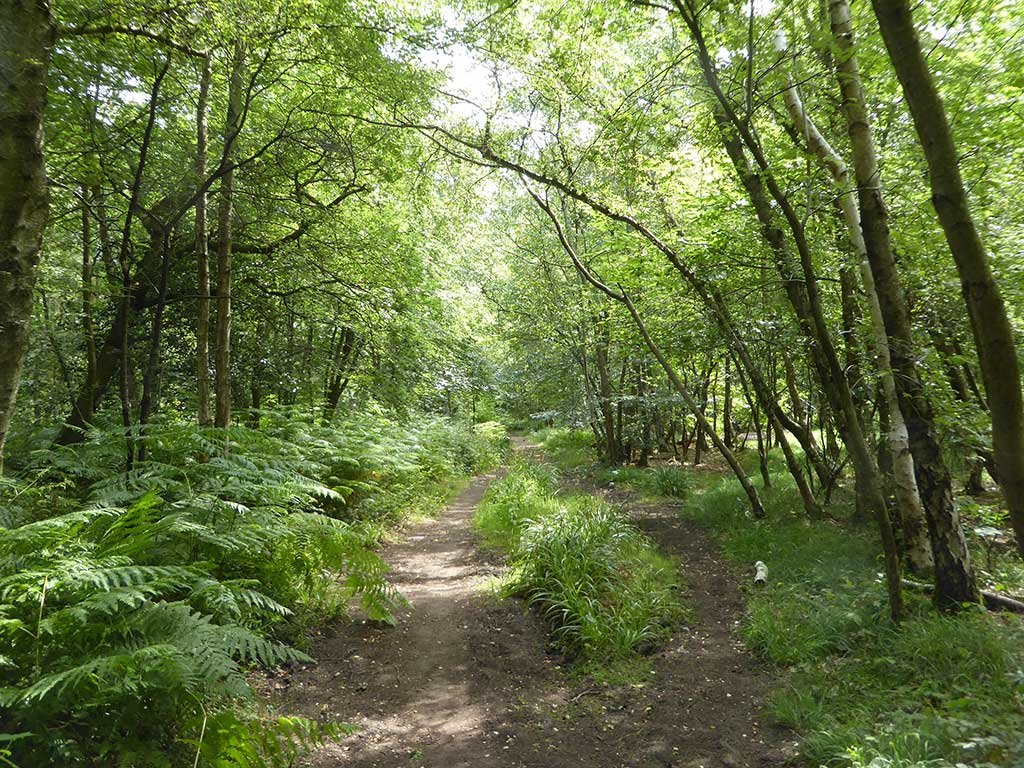 08_woodland.jpg