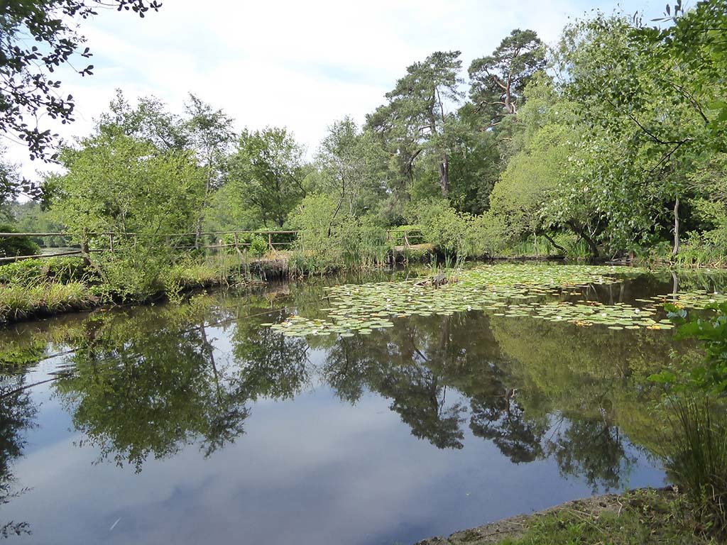 09_photogenic_pond.jpg