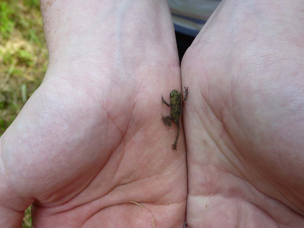 19_ribbit.jpg