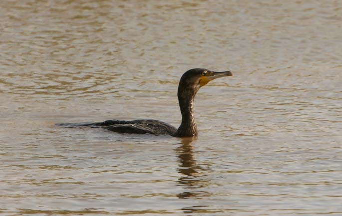 Cormorant Sample.jpg