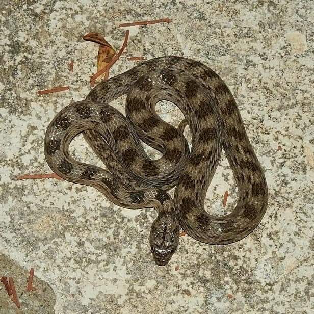snake 1.jpg