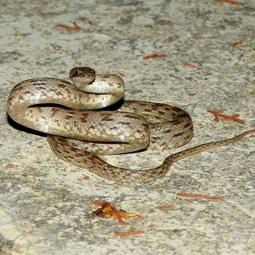 snake 2.jpg