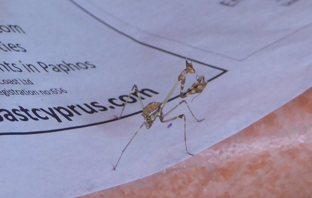 mantis.jpg