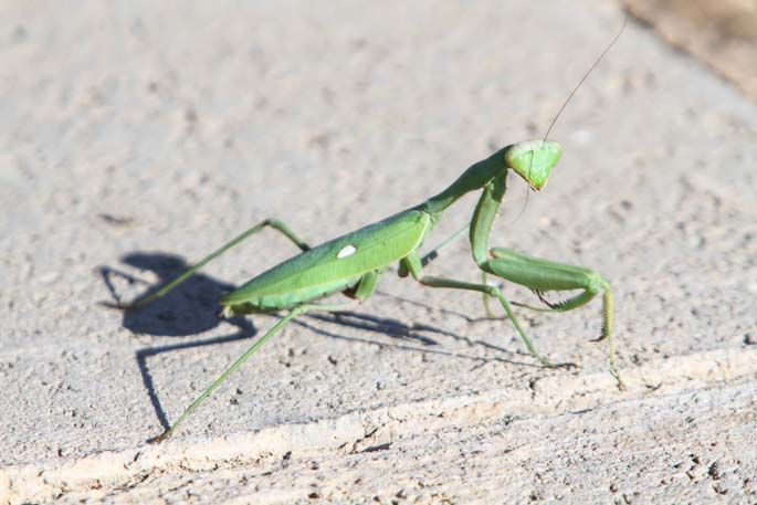 Mantis Sample.jpg