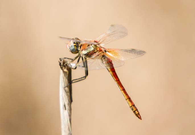 Red-veined Darter Sample 1.jpg