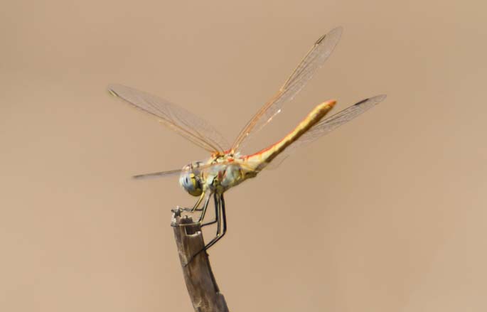 Red-veined Darter Sample 2.jpg