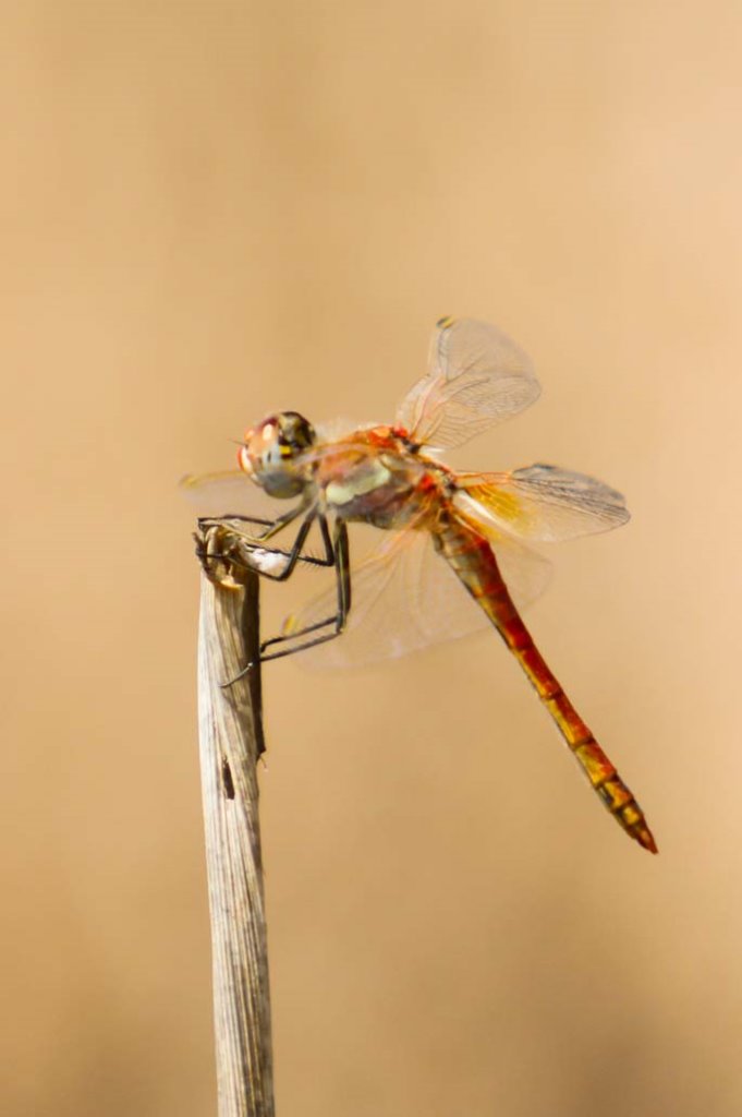 Red-veined Darter Sample 3.jpg