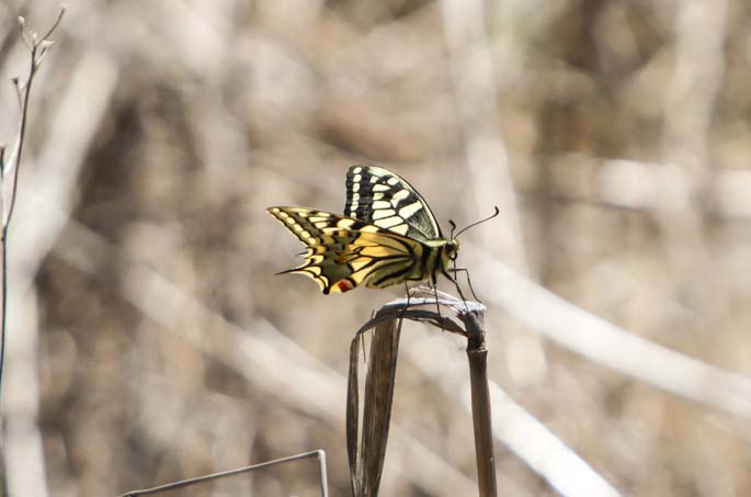 Common Swallowtail Sample 1.jpg