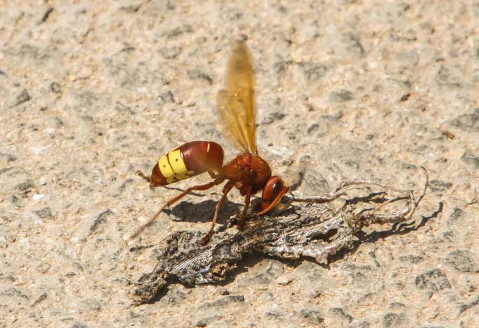 Oriental Hornet Sample.jpg