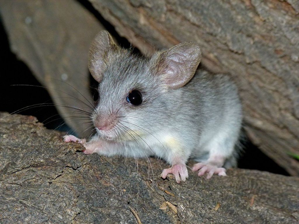 Tree_Rat.jpg
