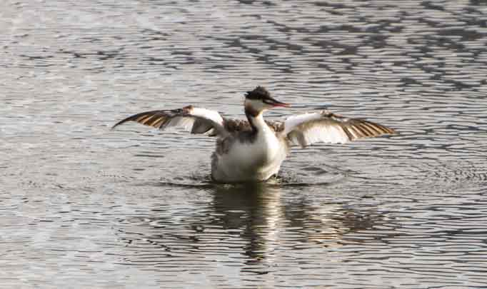 Great Crested Grebe Sample 4.jpg