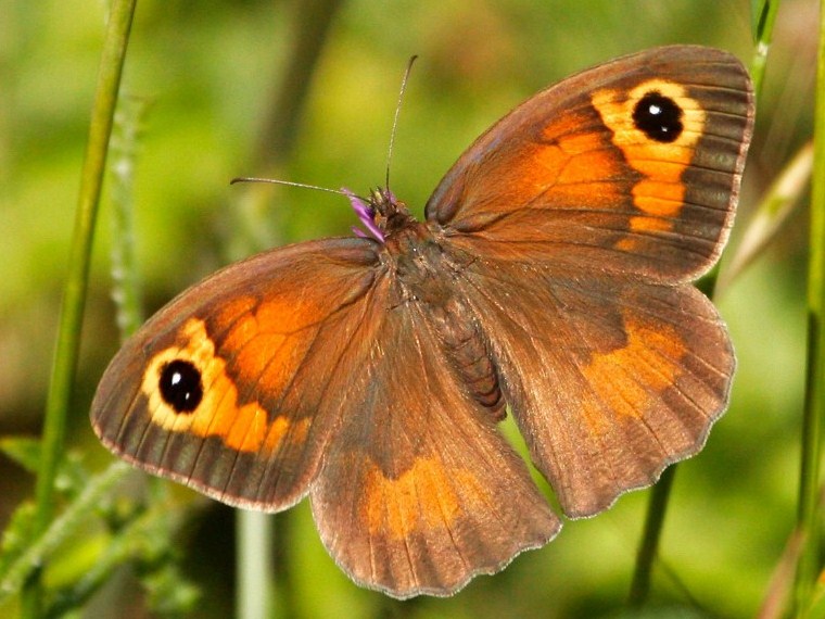 Cyprus Meadow Brown.jpg