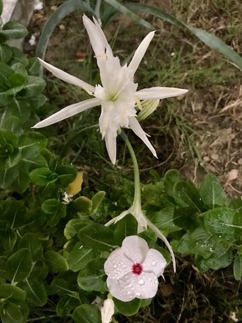 Cyprus flower.jpg