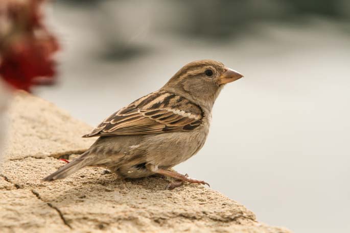 House Sparrow Sample.jpg