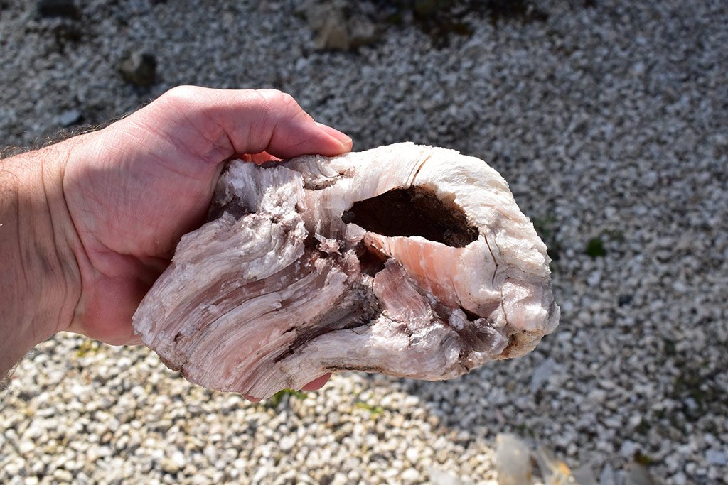 skull.jpg