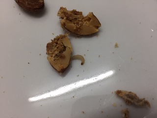 Nuts 2.jpg